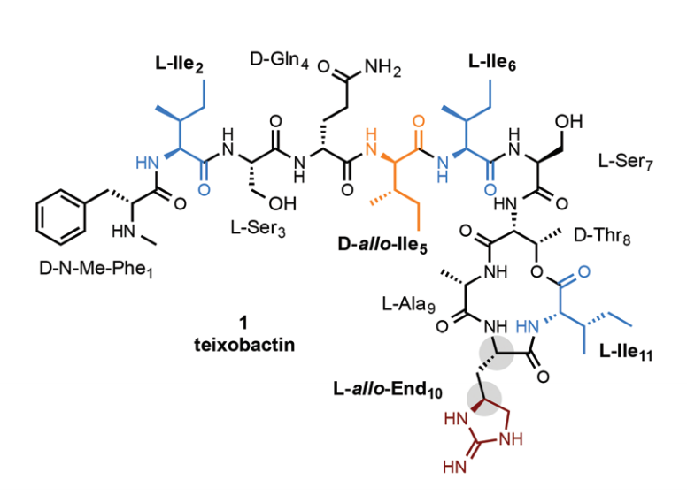 TOC graphic for Total Synthesis of Teixobactin and Its Stereoisomers